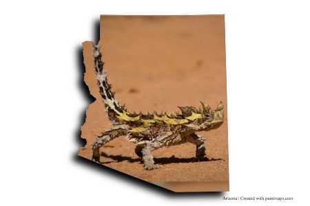 Arizona Lizard (on Arizona map)