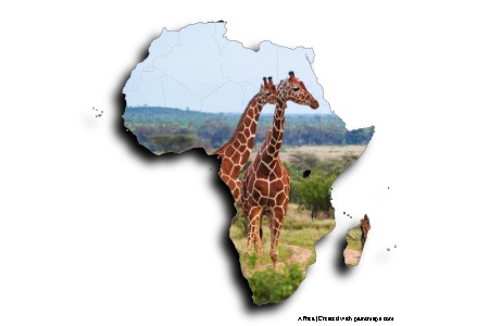 Zürafalar (Afrika haritası üzerinde)